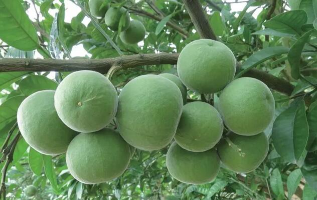 花橘紅介紹，花橘紅飲用注意事項有哪些？